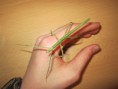 /album/fotogalerie/img-0419-jpg1/